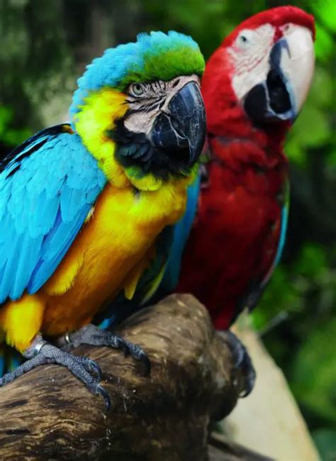 Talking parrots - 10 Best Talking Pet Parrot in the world