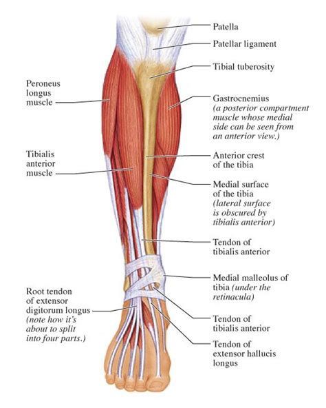 Release Tibialis Anterior and Peroneals Fascia to Relieve Pain on TOPS ...