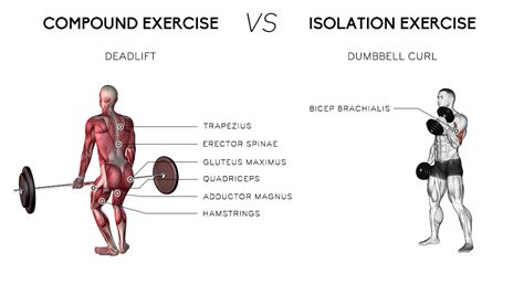 Compound Workout vs Isolation Workout - Which One Is Better? | Gympik Blog