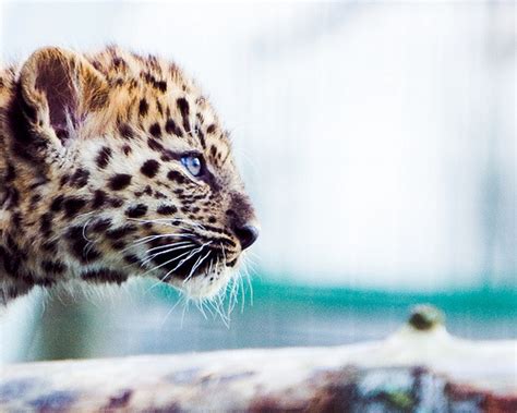 Amur leopard cubs – YLoveBigCats