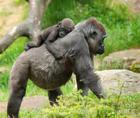 Close-up Of A Cute Baby Gorilla Photograph by Eric Gevaert - Pixels