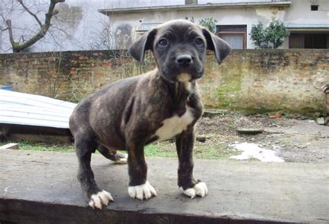 CANE CORSO + DOGO ARGENTINO mix