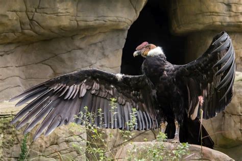 12 Crazy Condor Facts - Fact Animal