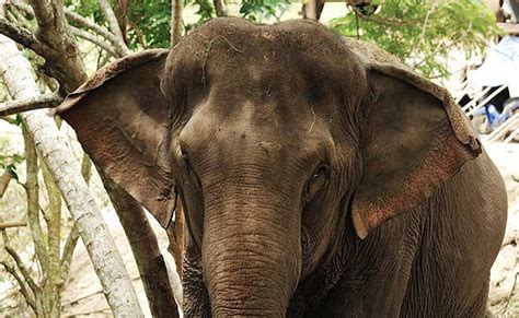 About Elephants – International Elephant Foundation