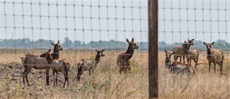 San Luis National Wildlife Refuge, Los Banos, California