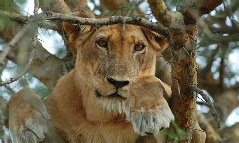 The Tree Climbing Lions of Ishasha - Queen Elizabeth Park