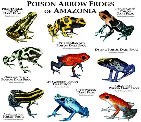 Poison Dart Frogs of Amazonia by rogerdhall on DeviantArt