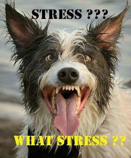 No stress here. | Stress funny, Funny animal pictures, Funny pictures