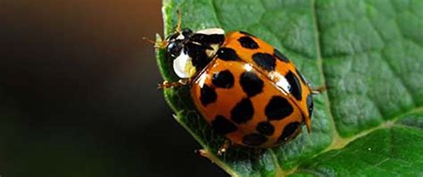 What do Asian Lady Beetles look like? | Asian Lady Beetle Identification Guide