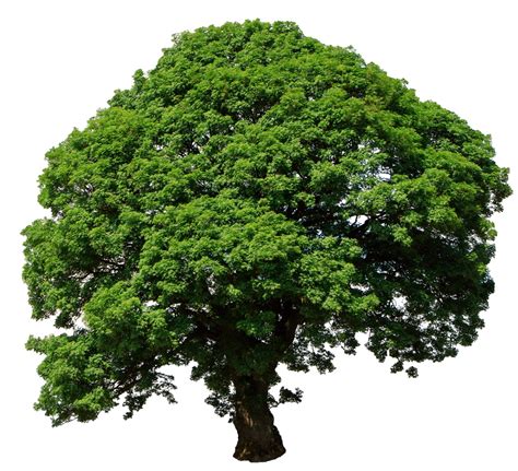 Tree Isolated On White Free Stock Photo - Public Domain Pictures