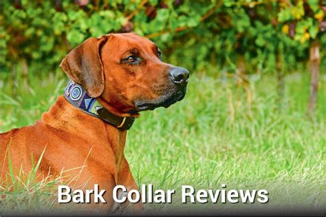 Best Bark Collar Reviews – Top Choices & Comparisons | Herepup