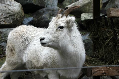 A Walk Through the Alaska Zoo | To & Fro