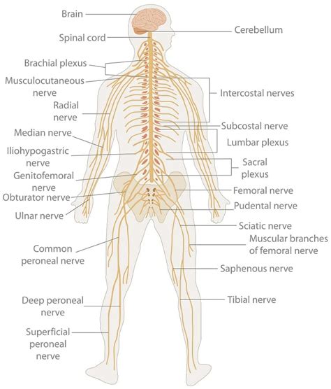 Nervous System - The Definitive Guide | Biology Dictionary