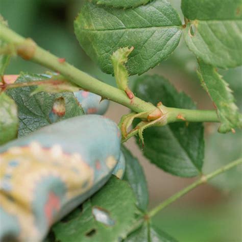 How to Propagate Roses From Cuttings: The Best Way to Grow New Roses F ...