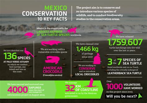 Sea Turtle Conservation in Mexico | Projects Abroad