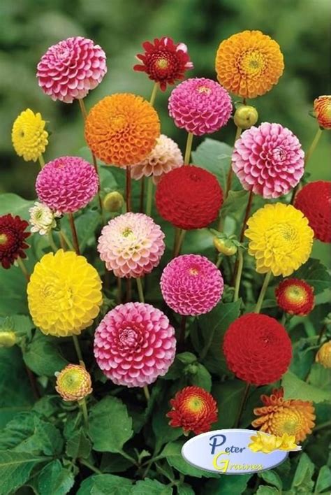 Dahlia Pompon Mix Seeds Dahlia Variabilis Annual Flower | Etsy in 2022 | Colorful flowers ...