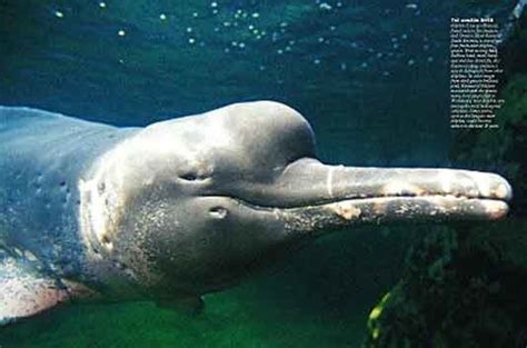 Yangtze river dolphin - Sea Life Photo (70232) - Fanpop