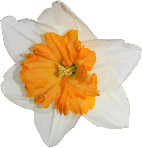 Daffodil PNG Transparent Images, Pictures, Photos