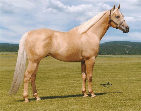 Quarter Horse Wallpaper ·① | Palomino horse, Quarter horse, Horses