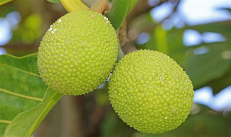 E hālāwai pu me ka 'ulu (rencontrer le fruit à pain) ! - Hawai'i 'Ulu ...