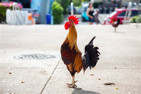 What's up with the chickens in Key West? - Tucker's Provisions