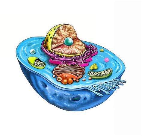 Eukaryotes Cell Structure : r/Thinkersofbiology