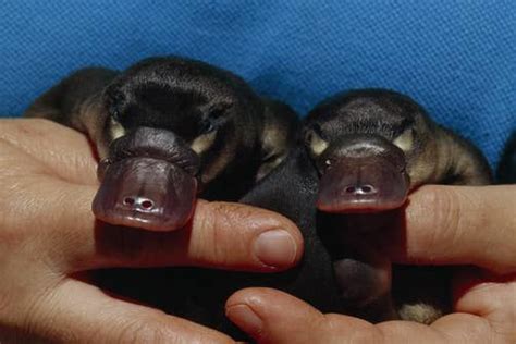 15 Adorable Photos Of "Puggles" (Baby Platypuses) in 2020 | Baby platypus, Platypus, Really cute ...