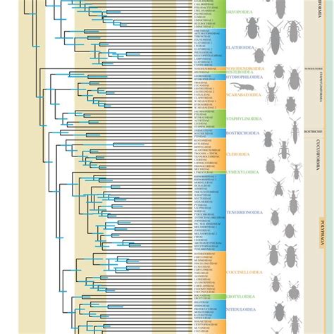 Proposed classification of Coleoptera showing the relationships of the ...