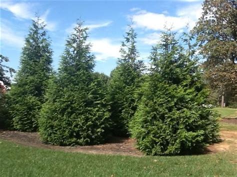 ARBORVITAE GREEN GIANT | Arborvitae landscaping, Green giant arborvitae, Thuja green giant