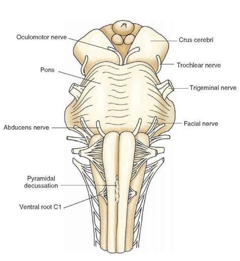 crus cerebri - Google Search | Cranial nerves, Nerve anatomy, Brain parts