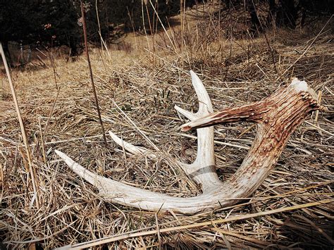 It’s not just us: shed antler hunting fails even scientists - Outdoor News