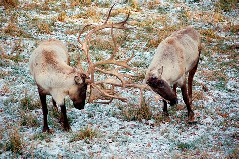 Mountain caribou from U.S. are being sent to British Columbia | Peninsula Daily News