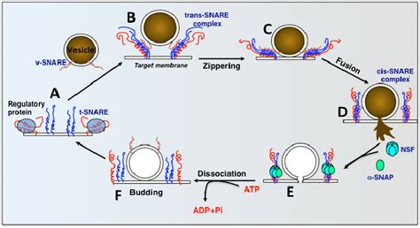 Diagram of SNARE-Mediated Fusion. (A) In resting cells, SNARE proteins... | Download Scientific ...