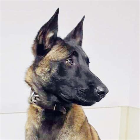 Protection Dogs For Sale | Paladin Executive Protection Dogs