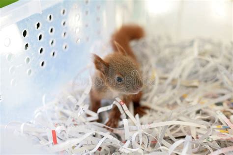 Rescued baby squirrel stock image. Image of blanket - 110393467