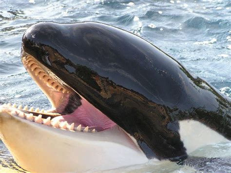 I love killer whales | Killer whales, Whale, Orca whales