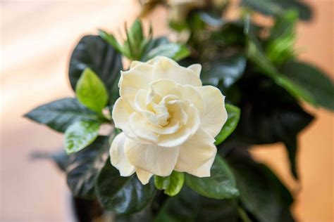 How to Grow and Care for Gardenia