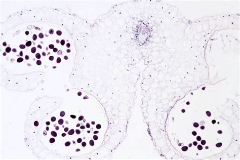 What Is Bright-field Microscopy? – Microscope Clarity