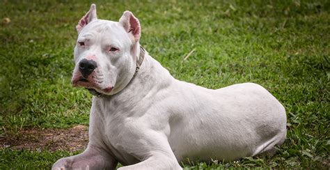 Dogo Argentino Guide (Lifespan, Size & Characteristics)