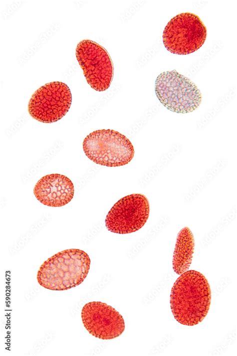 Lily pollen, whole mount, 80X light micrograph. Red stained pollen ...