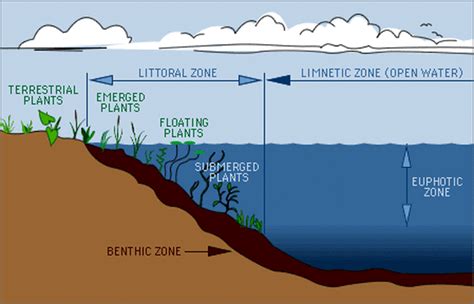 Ponds/Lakes - Freshwater Biomes