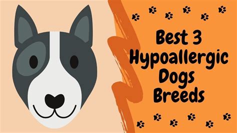 Best Hypoallergenic Dog Breeds - YouTube