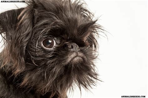 Brussels Griffon Dog Breed - Pictures, Information, Temperament ...