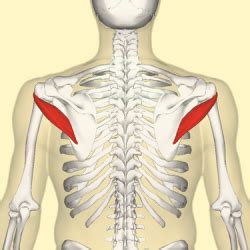 Teres Minor - Physiopedia