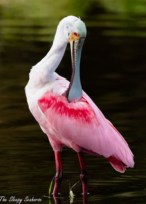 Roseate Spoonbill Bird Photography Florida Birds Beach Bird - Etsy