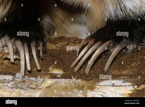 Badger close up hi-res stock photography and images - Alamy