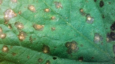 Cercospora Leaf Blight - Soybean Disease - Soybean Research & Information Network