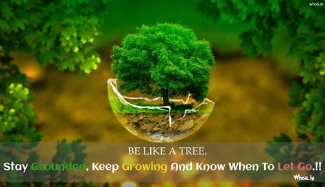 Inspirational Quotes About Trees One Tree Planted, 59% OFF