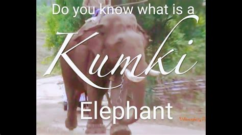 Kumki Elephants of Tamil Nadu - YouTube