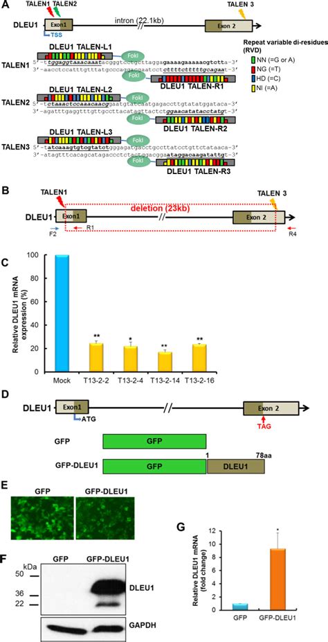 The effects of DLEU1 gene expression in Burkitt lymphoma (BL): potential mechanism of ...